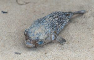 Warning Pufferfish Sightings Prompt Caution Along Cape Town Beaches