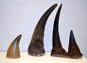 Singapore Records Largest Rhino Horn Bust In Smuggling Route Shock