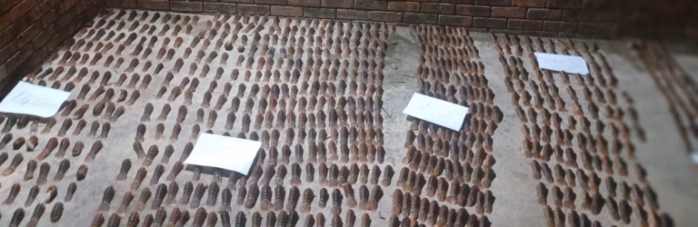 Zimbabwean Smuggler Faces Court After Record Abalone Bust