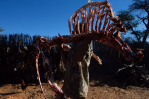 Lion Bone Allegations Rock Cabinet And Shatter Democratic Alliance Clean Governance Claims